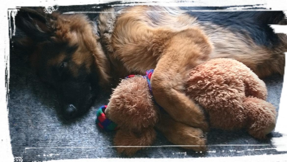 Schæferhund Egåen´s Maggi billede 8