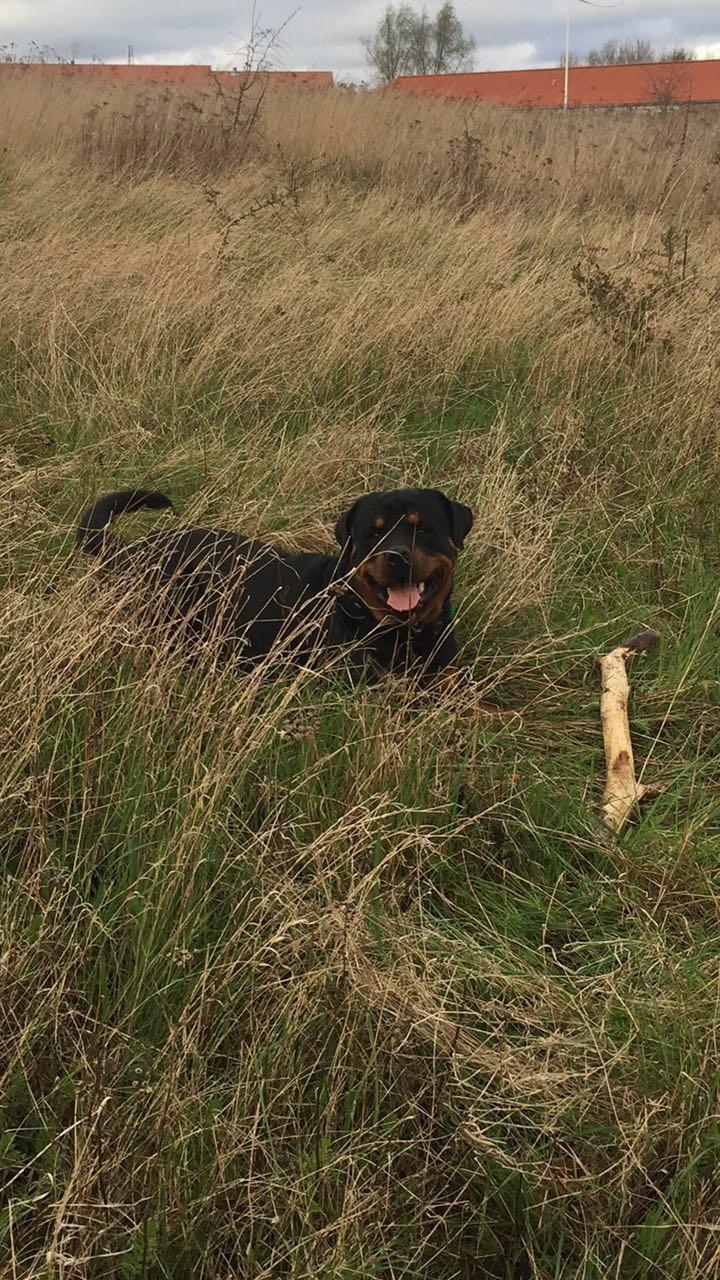 Rottweiler Ejler billede 23