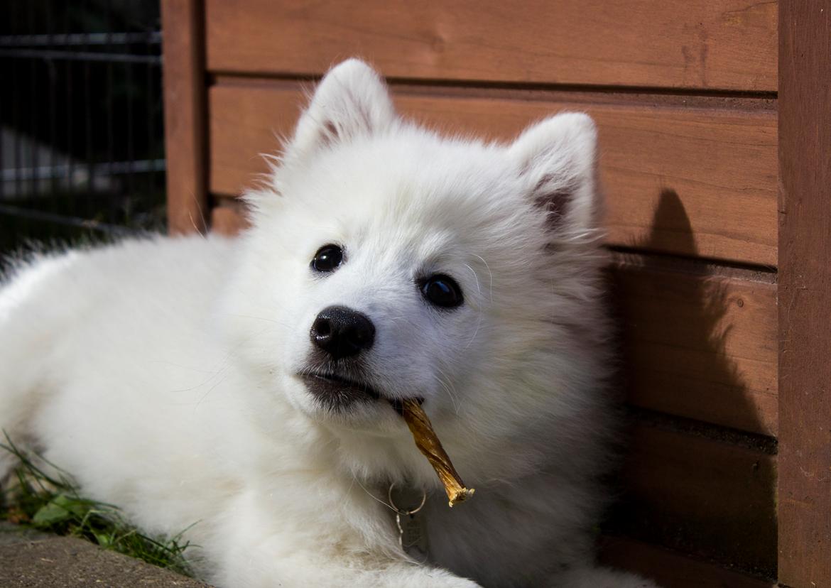 Japansk spids Keimiko Di-Shi's Genkina Iroh - Hygger med en kalveblære i haven, da han opdager et eller andet :P <3    4. maj 2017 (13,5 uge) billede 23