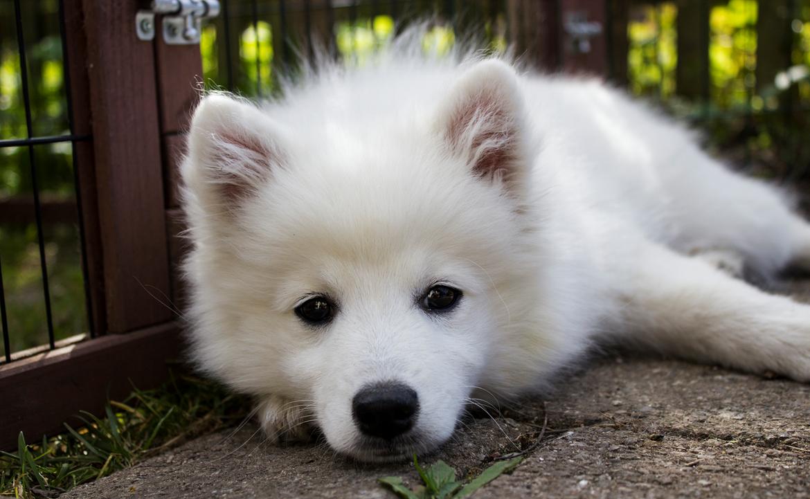 Japansk spids Keimiko Di-Shi's Genkina Iroh - Slapper af i haven :)    4. maj 2017 (13,5 uge) billede 25