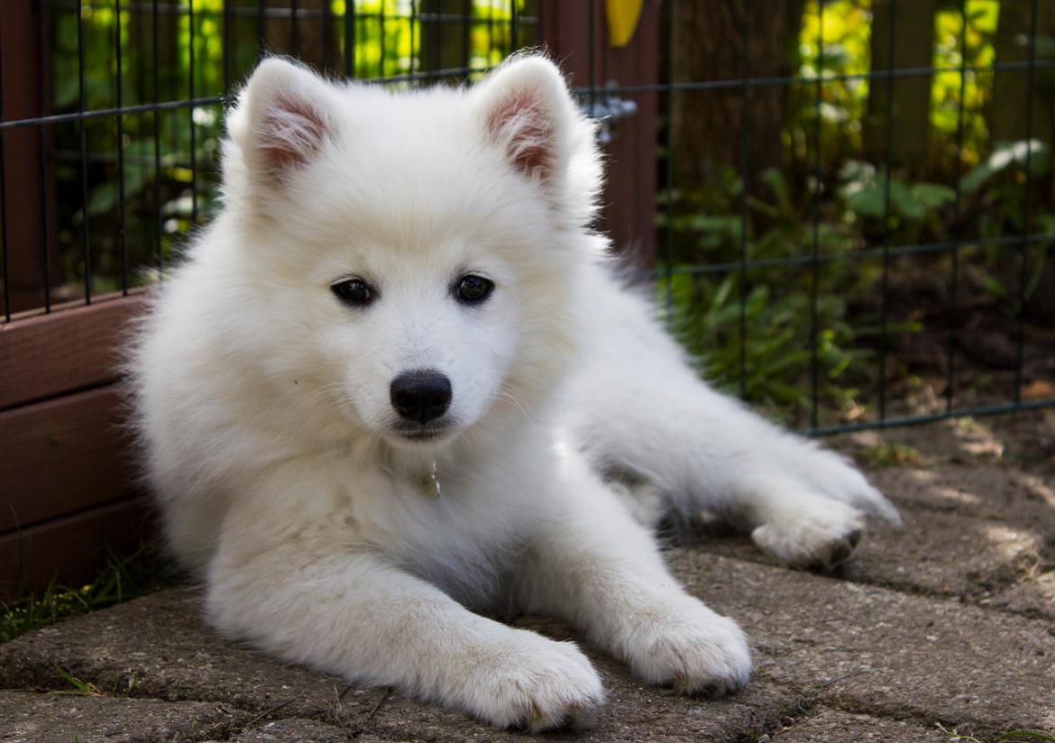 Japansk spids Keimiko Di-Shi's Genkina Iroh - Nyde det gode vejr i haven :)   4. maj 2017 (13,5 uge) billede 24