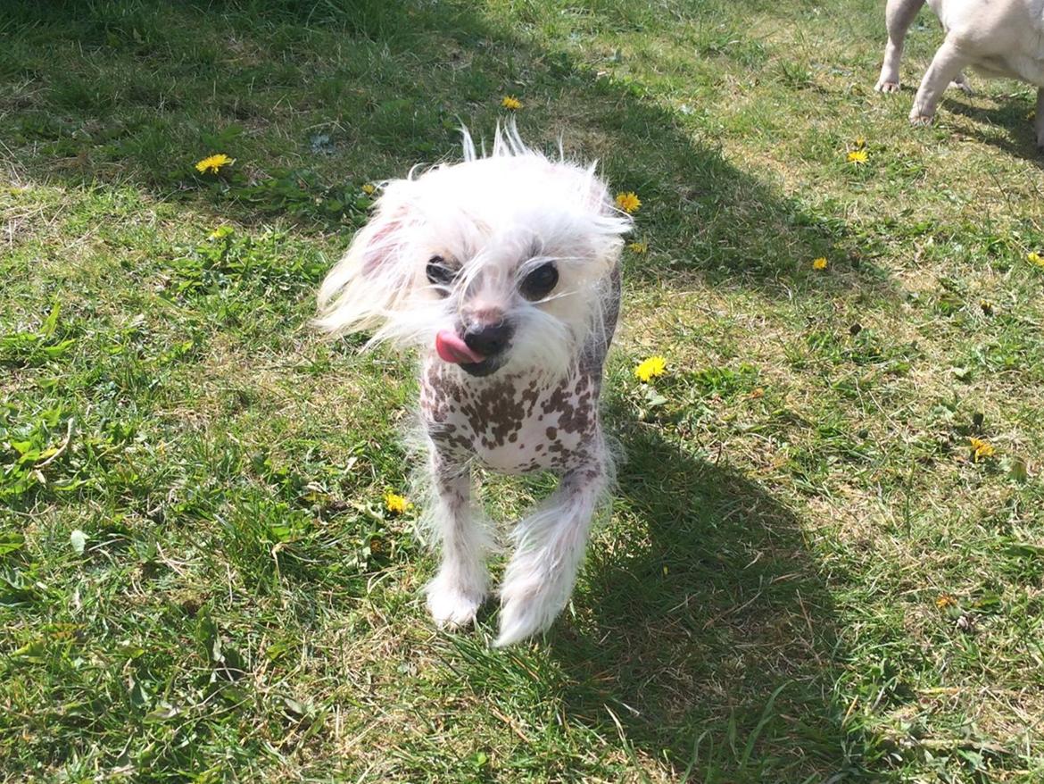 Blanding af racer Chilla billede 1