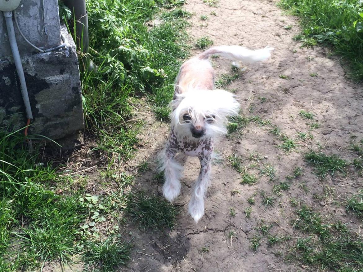 Blanding af racer Chilla billede 2