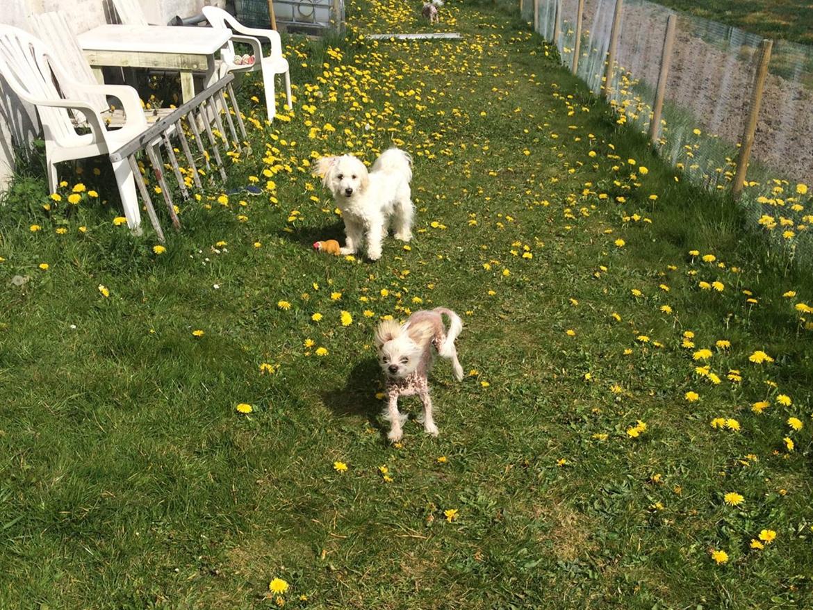 Blanding af racer Chilla billede 3