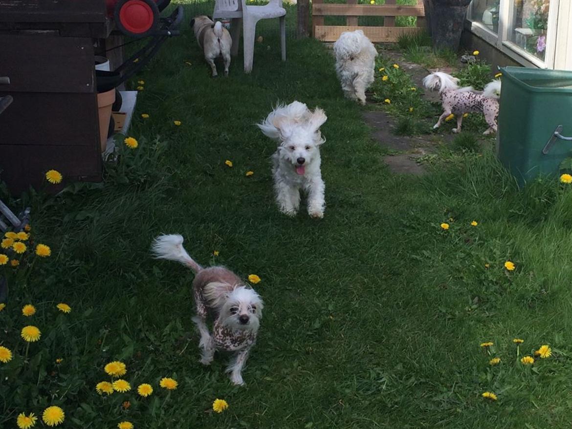 Blanding af racer Chilla billede 4