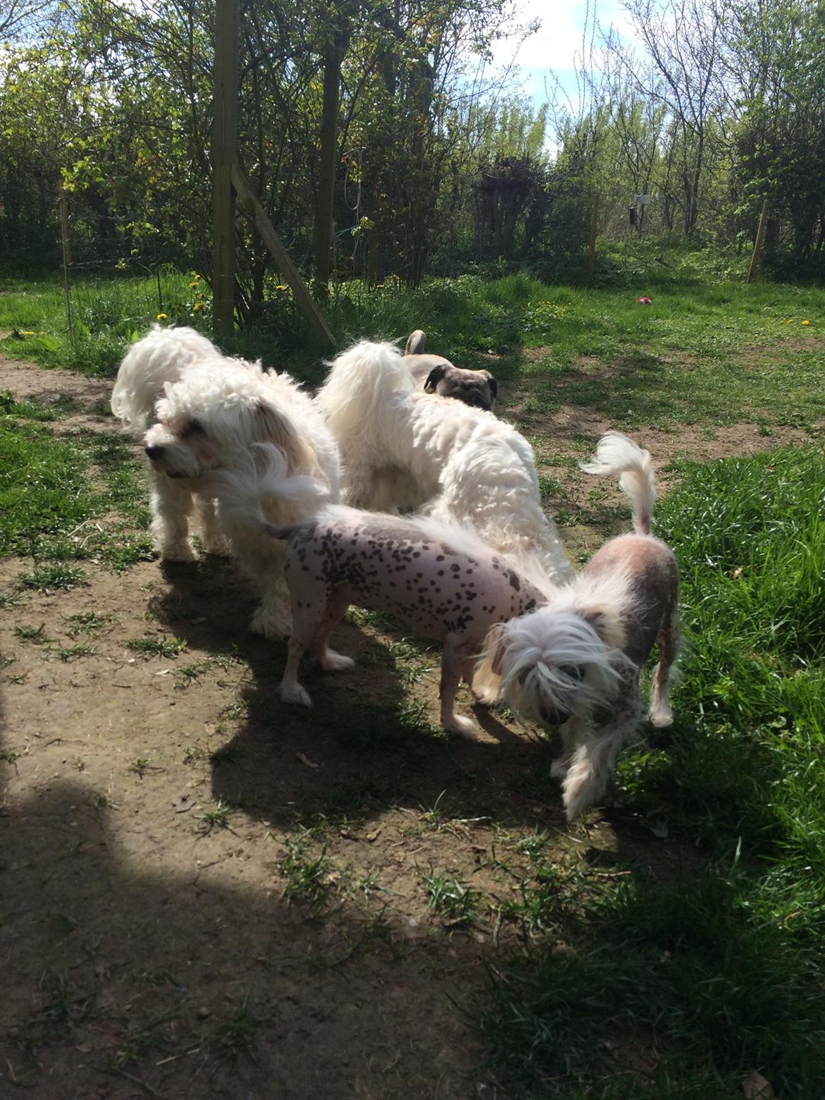 Blanding af racer Chilla billede 5