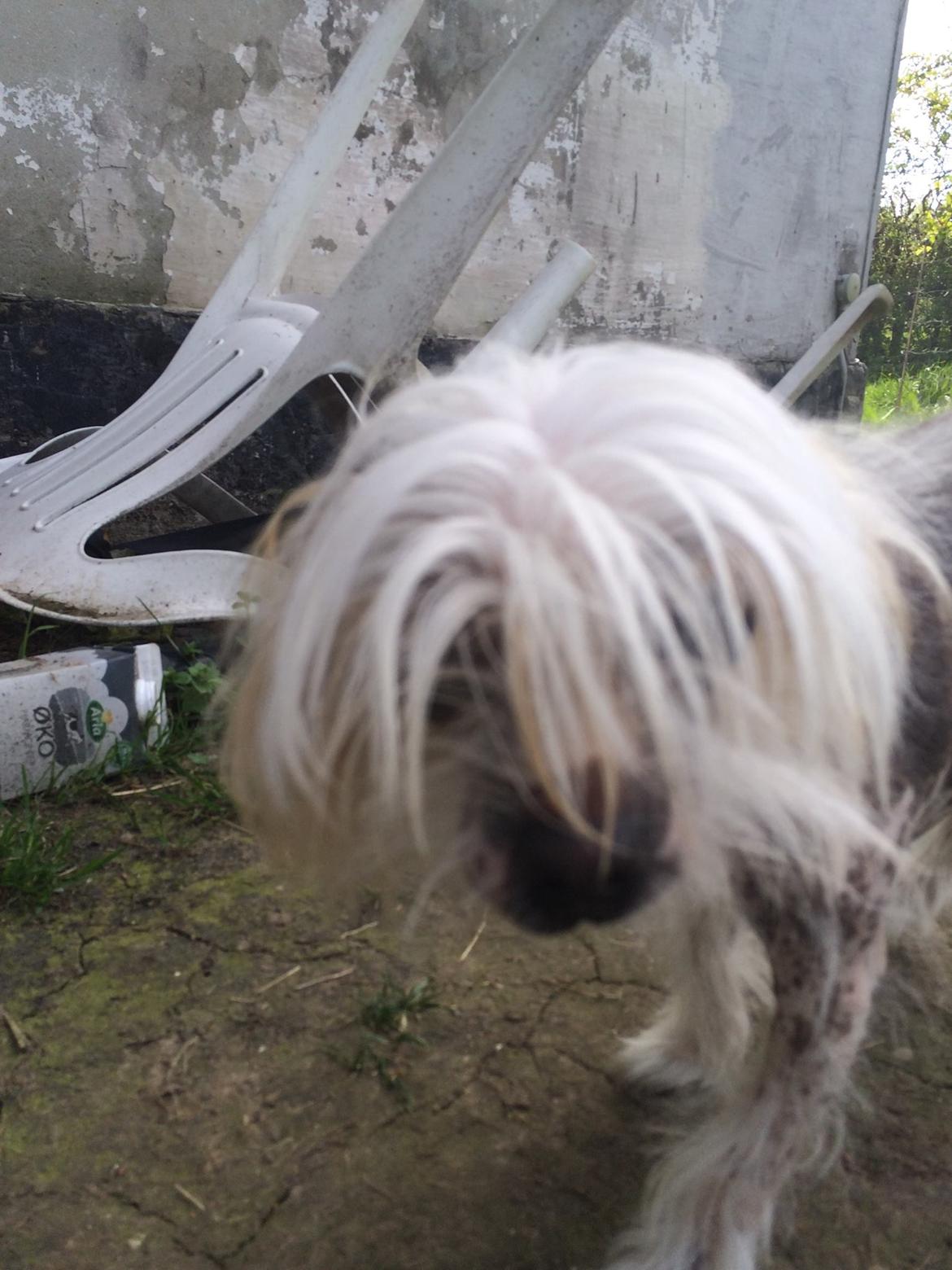 Blanding af racer Chilla billede 6