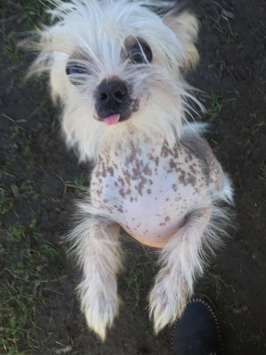 Blanding af racer Chilla billede 7