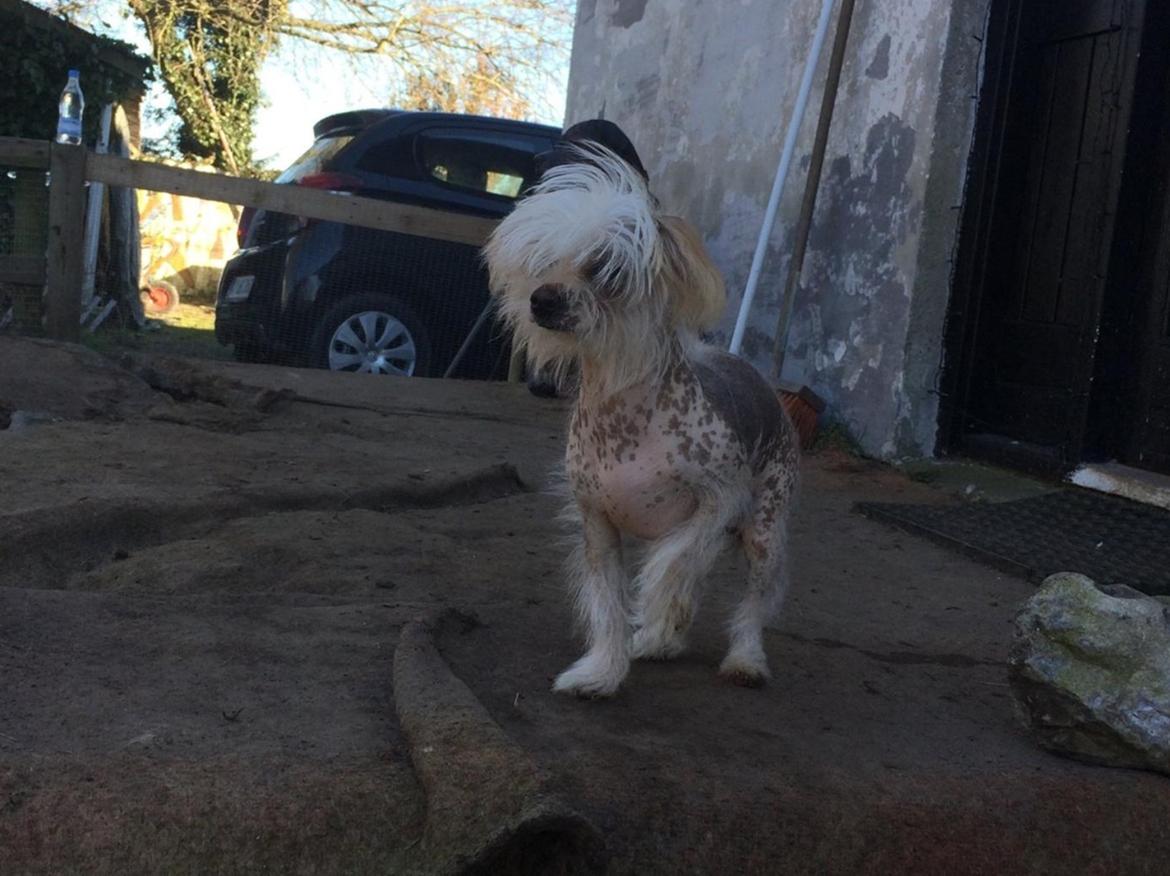 Blanding af racer Chilla billede 8