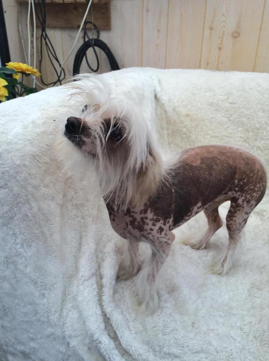 Blanding af racer Chilla billede 10