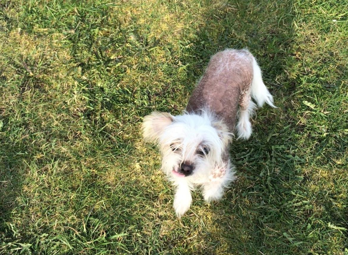 Blanding af racer Chilla billede 11