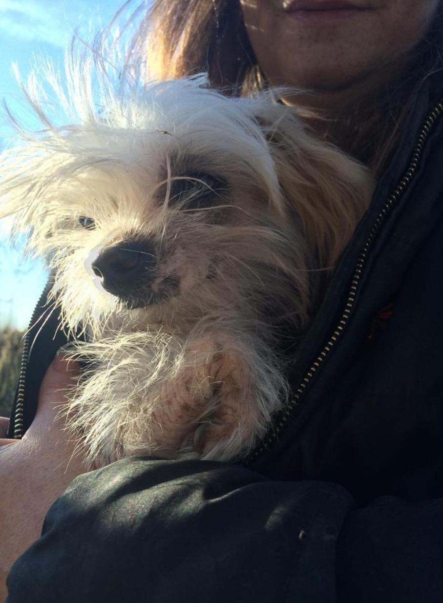 Blanding af racer Chilla billede 9