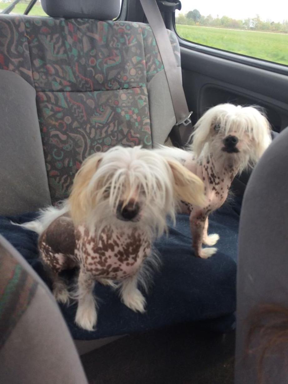 Blanding af racer Chilla - Chilla og hendes søster Lilly ude og køre bil  billede 13