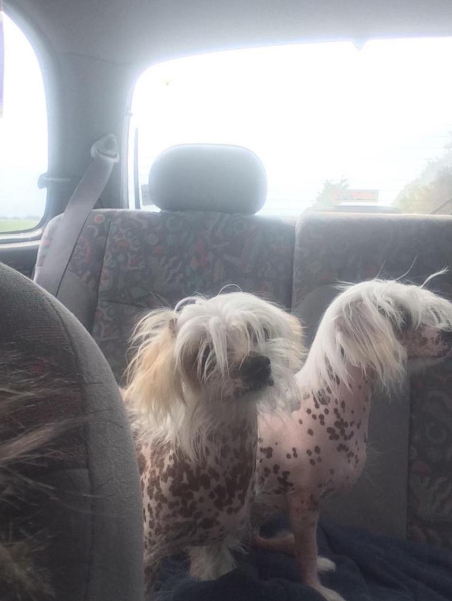 Blanding af racer Chilla billede 14