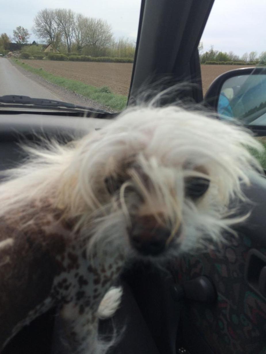 Blanding af racer Chilla billede 15