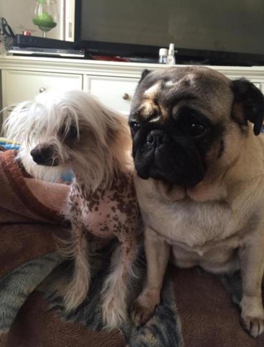 Blanding af racer Chilla - Chilla og Martha  billede 16