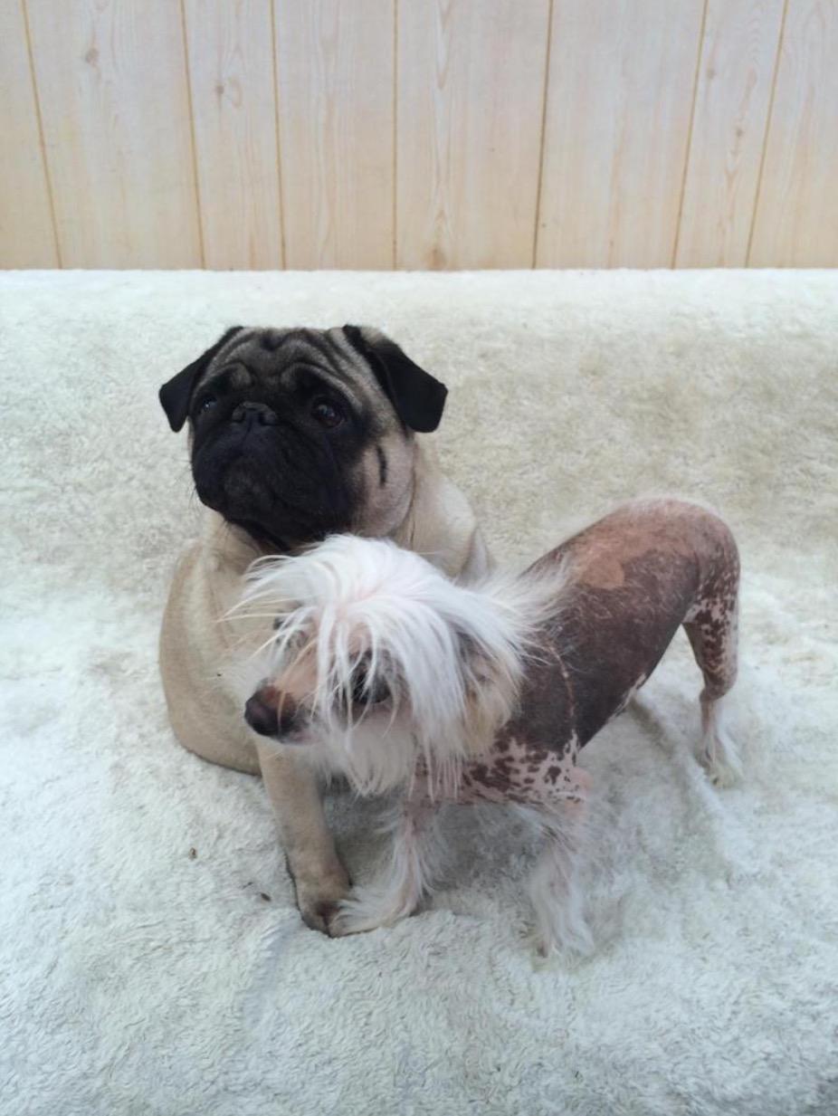 Blanding af racer Chilla - Chilla og Martha  billede 12