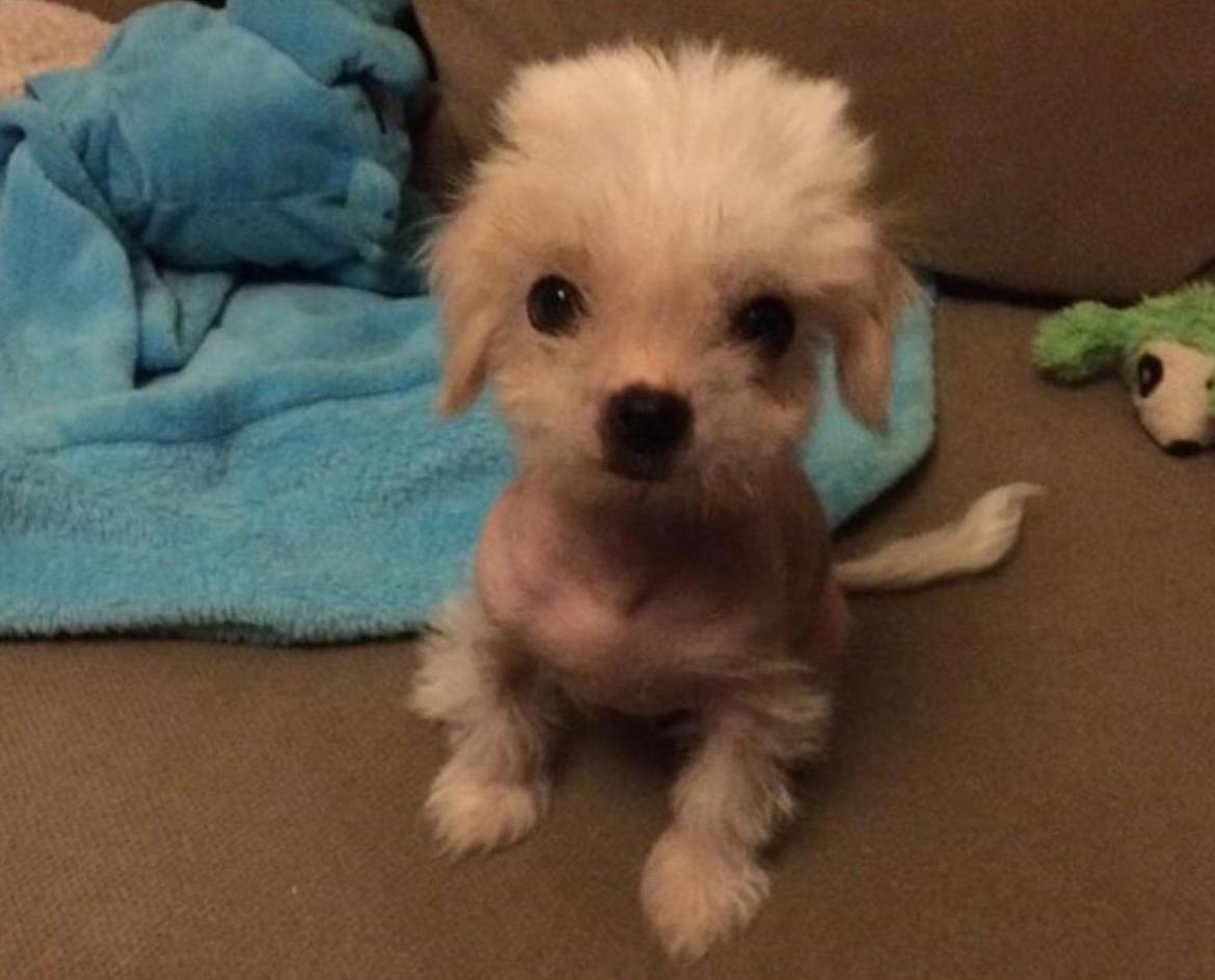 Blanding af racer Chilla - Chilla 8 uger  billede 18