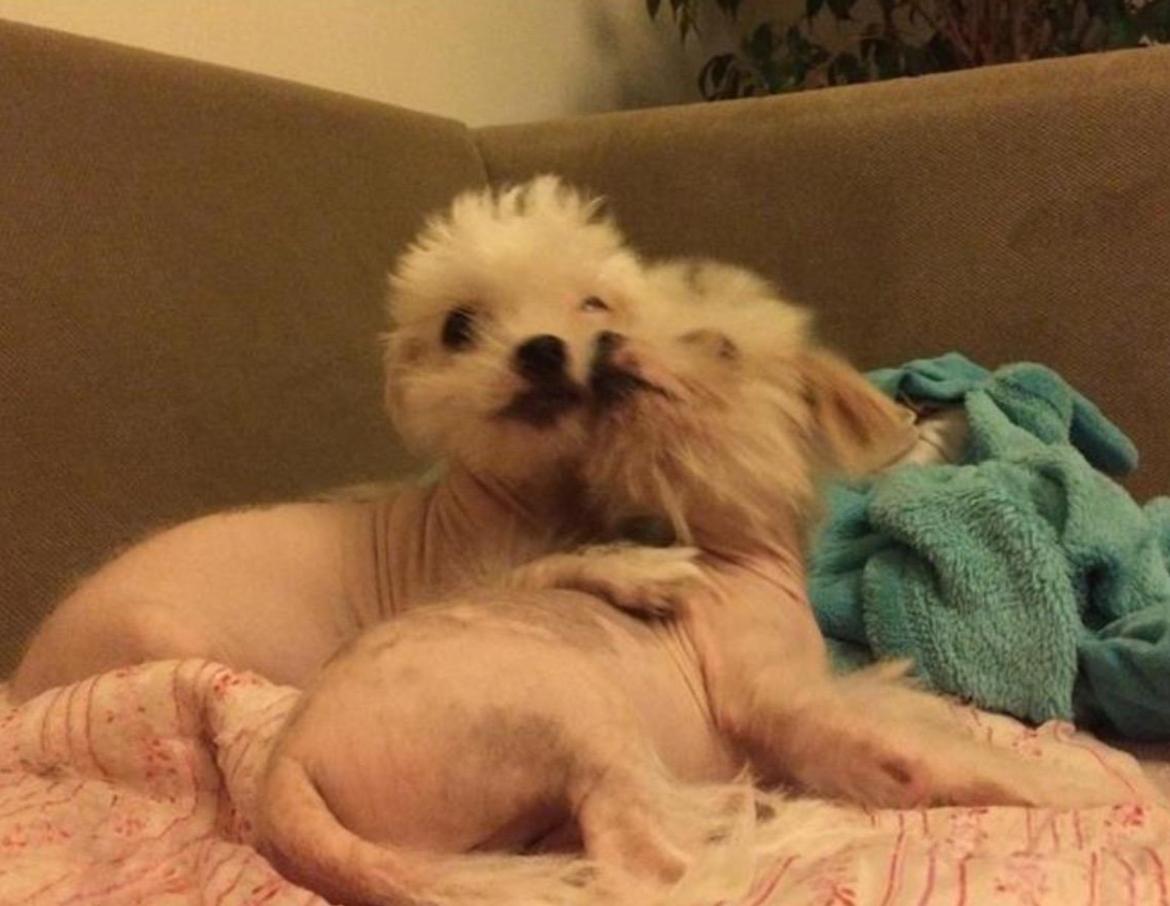 Blanding af racer Chilla - Chilla og hendes søster Lilly cirka 9 uger gammel  billede 17