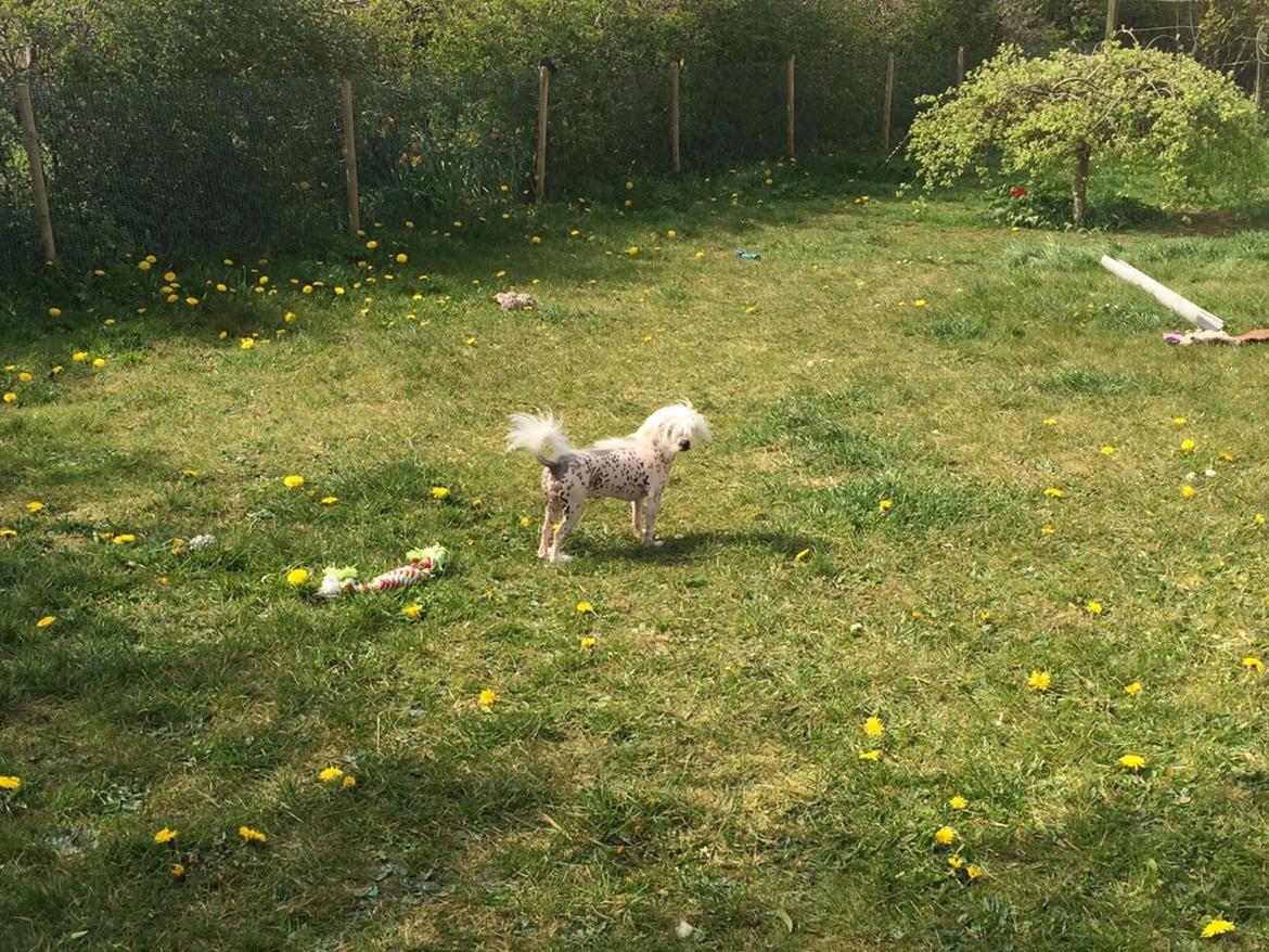 Blanding af racer Lilly billede 10