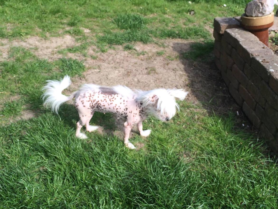 Blanding af racer Lilly billede 13