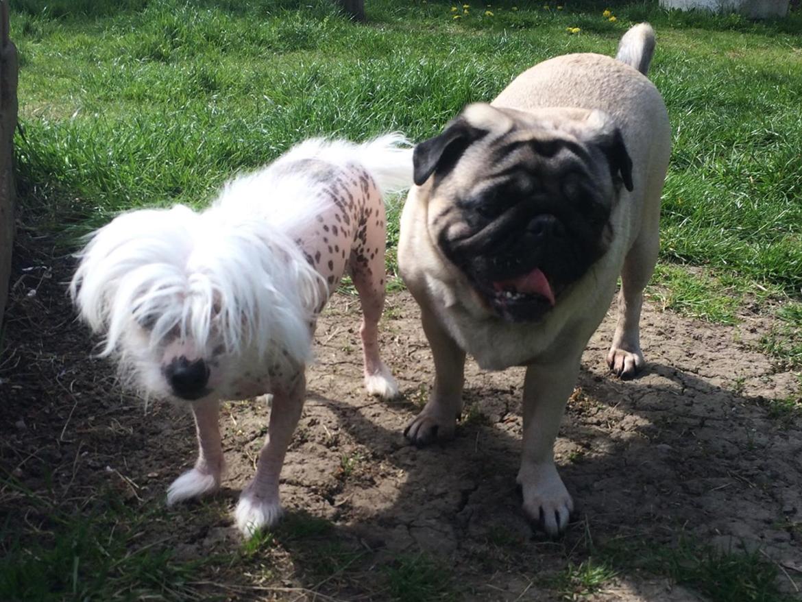 Blanding af racer Lilly - Lilly og Martha  billede 14