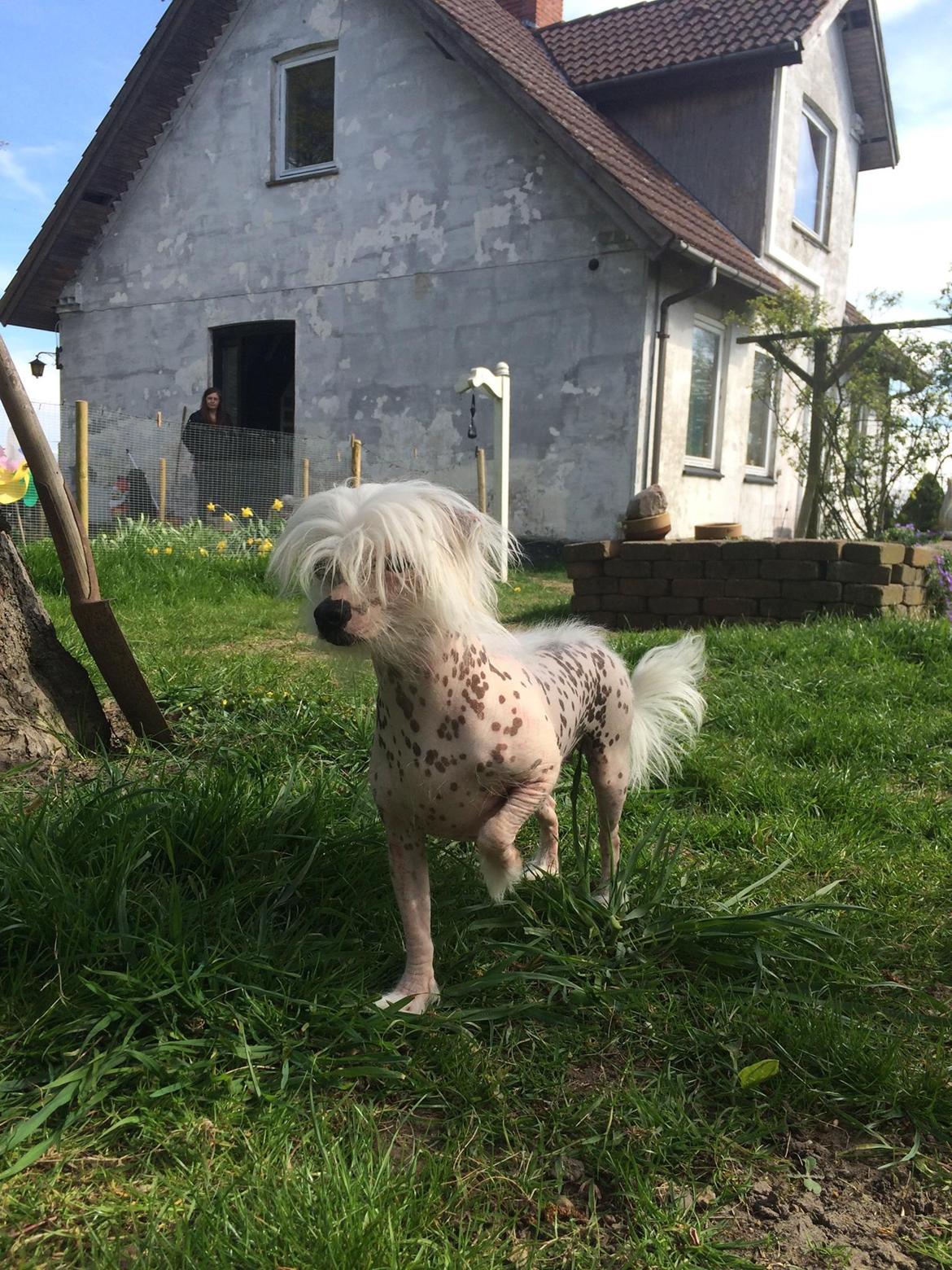 Blanding af racer Lilly billede 15