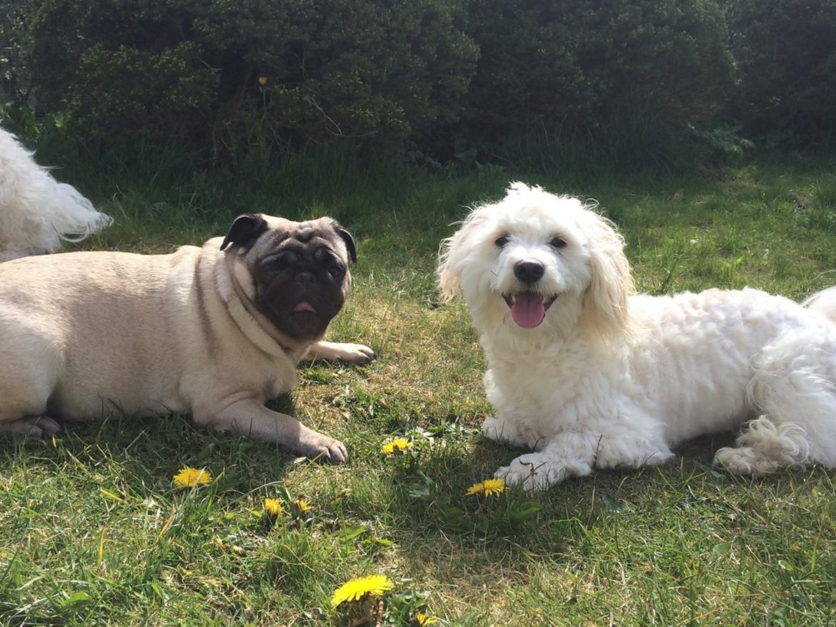 Mops Martha  - Martha og Carlo  billede 23