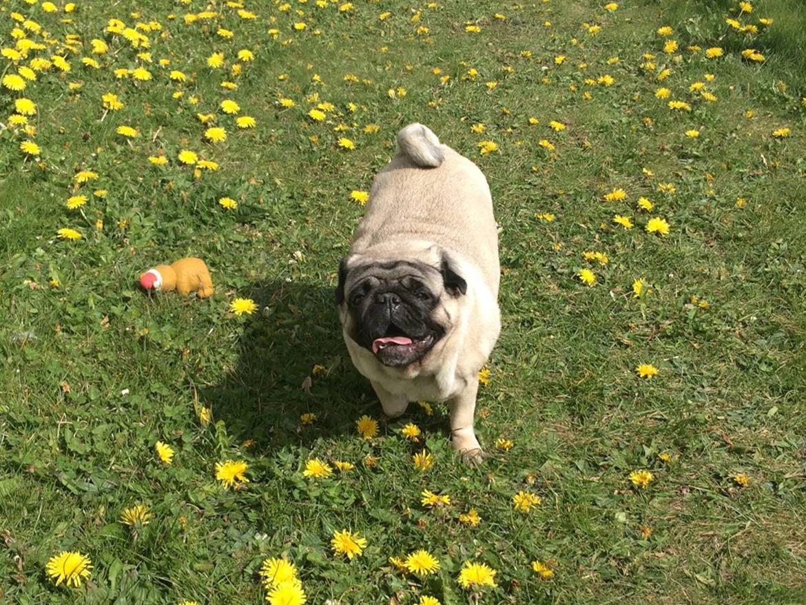 Mops Martha  billede 25