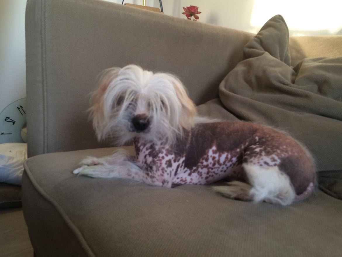 Blanding af racer Chilla billede 19