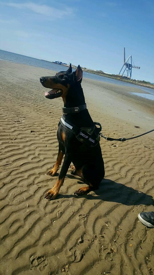 Dobermann Snoopy *Snoobs* - Første tur på stranden billede 13