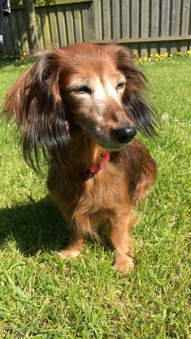 Miniature gravhund Cirkeline  billede 21