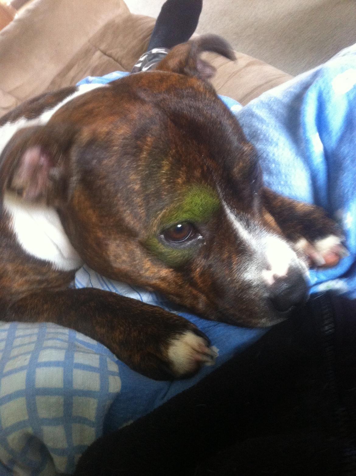 Staffordshire bull terrier Freja billede 22