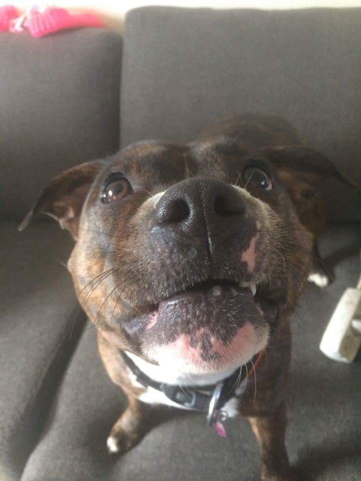 Staffordshire bull terrier Freja billede 24