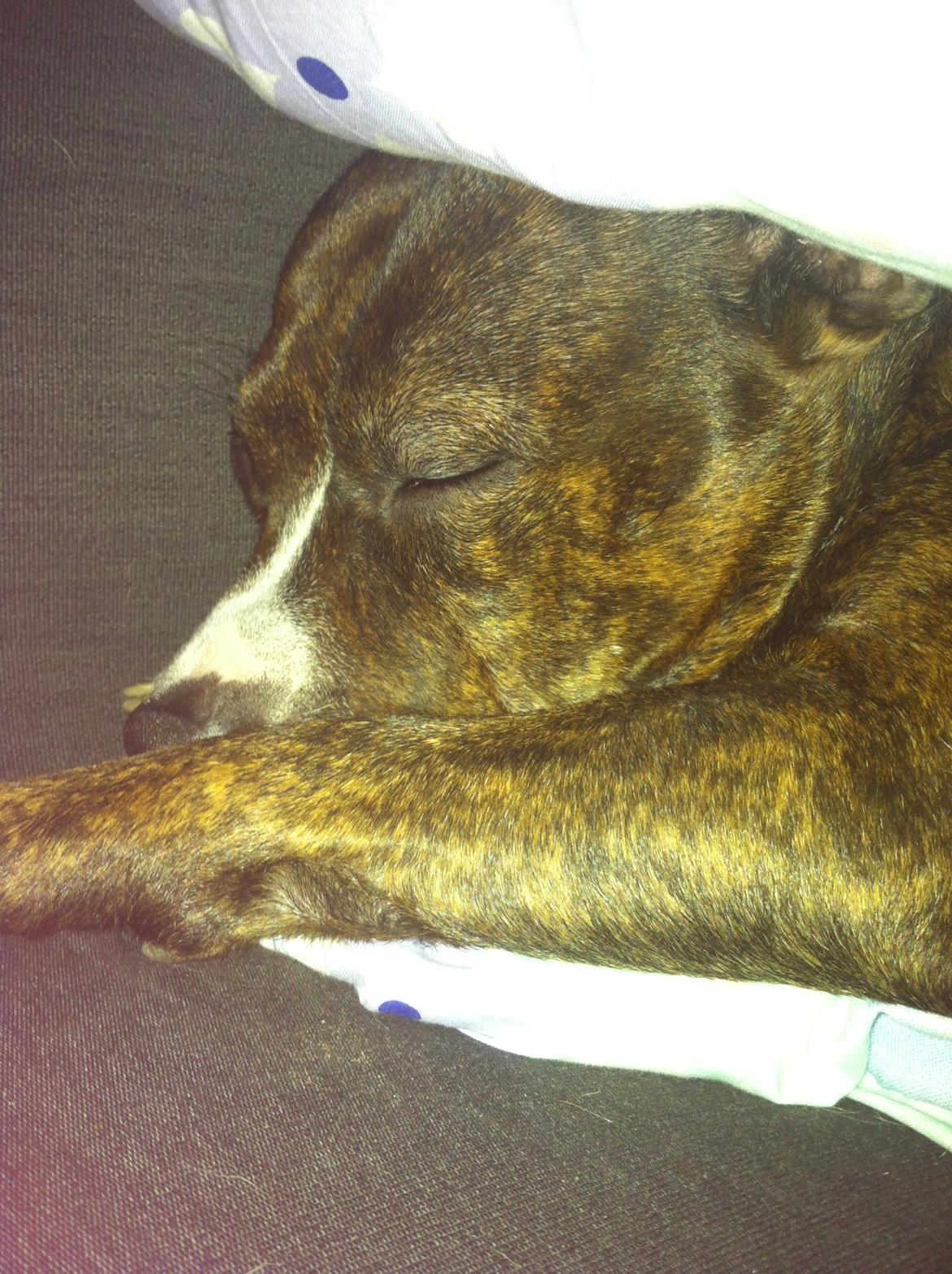 Staffordshire bull terrier Freja billede 23