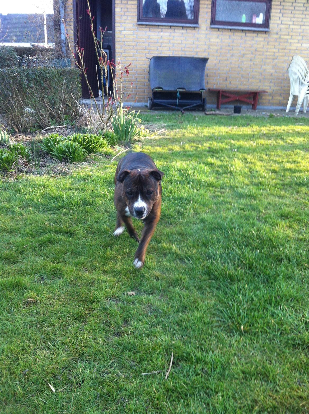 Staffordshire bull terrier Freja billede 25