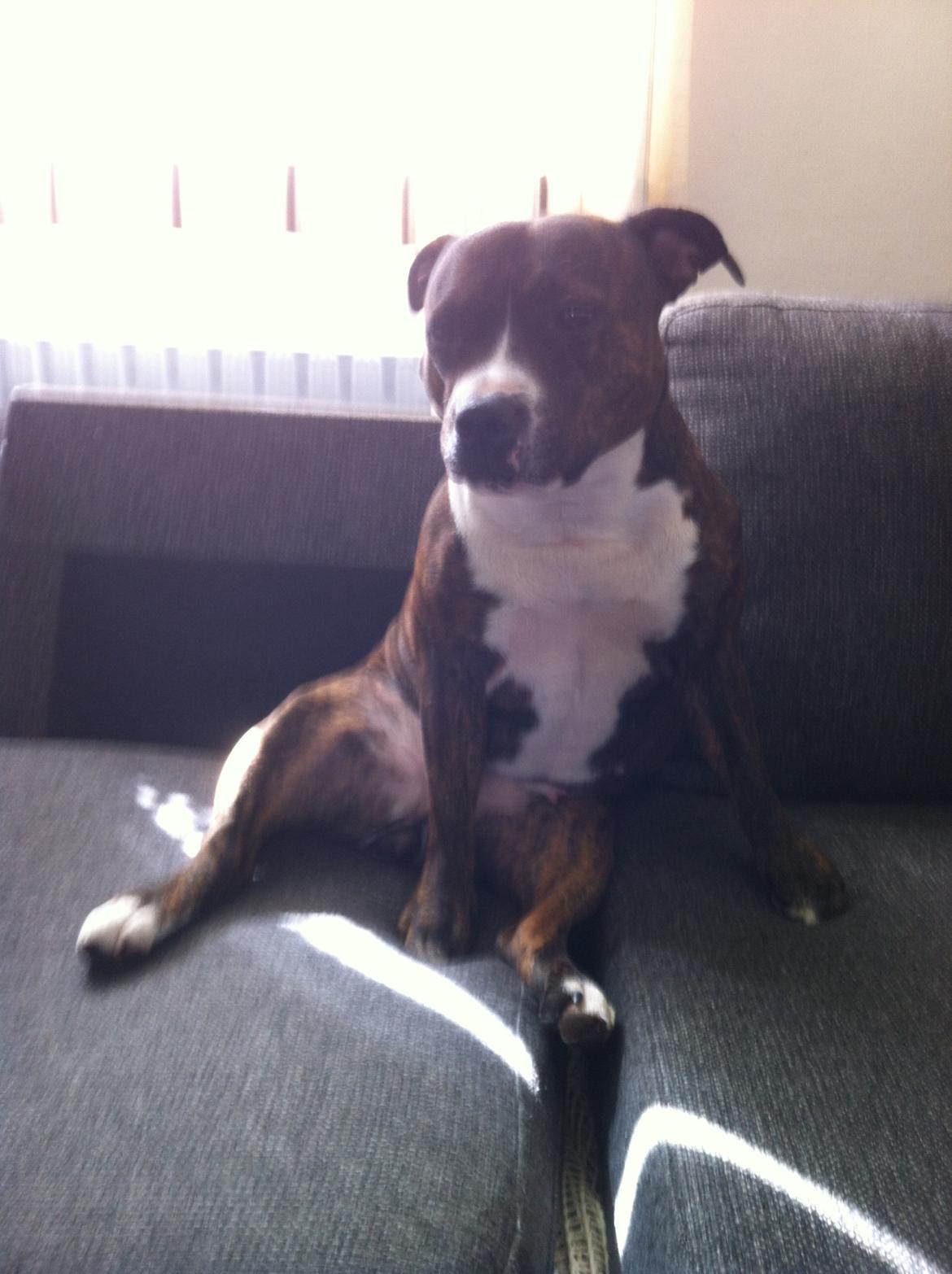 Staffordshire bull terrier Freja billede 26