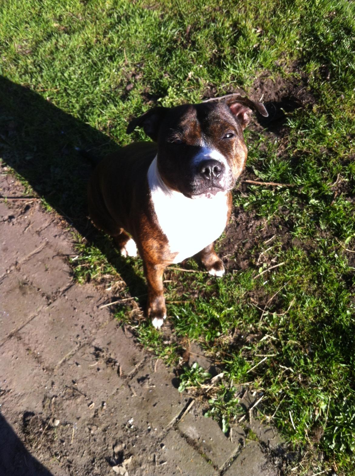 Staffordshire bull terrier Freja billede 27