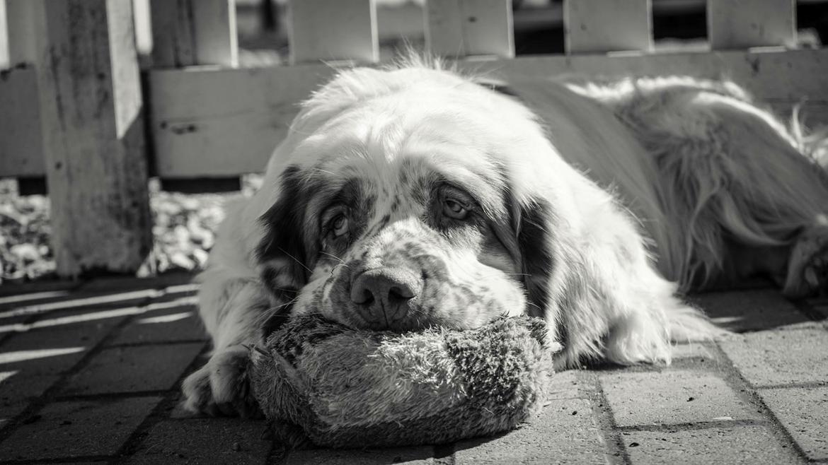 Clumber spaniel Mads - Clumbus Hole In One billede 3