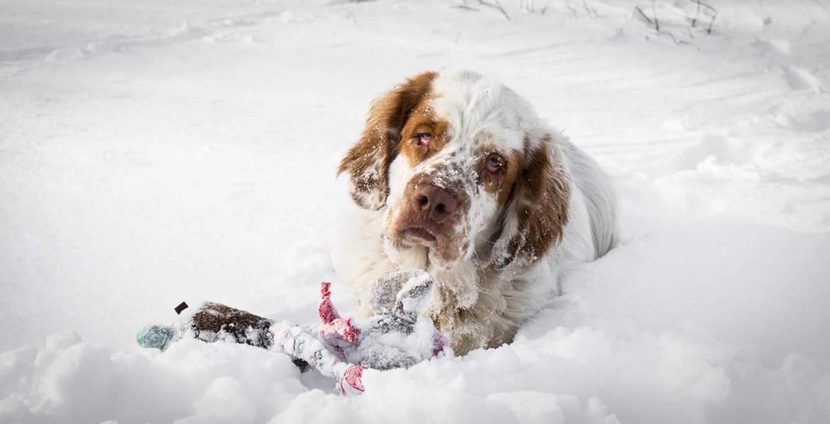 Clumber spaniel Mads - Clumbus Hole In One billede 9