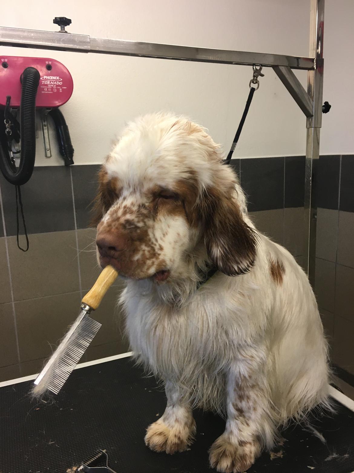 Clumber spaniel Mads - Clumbus Hole In One billede 10