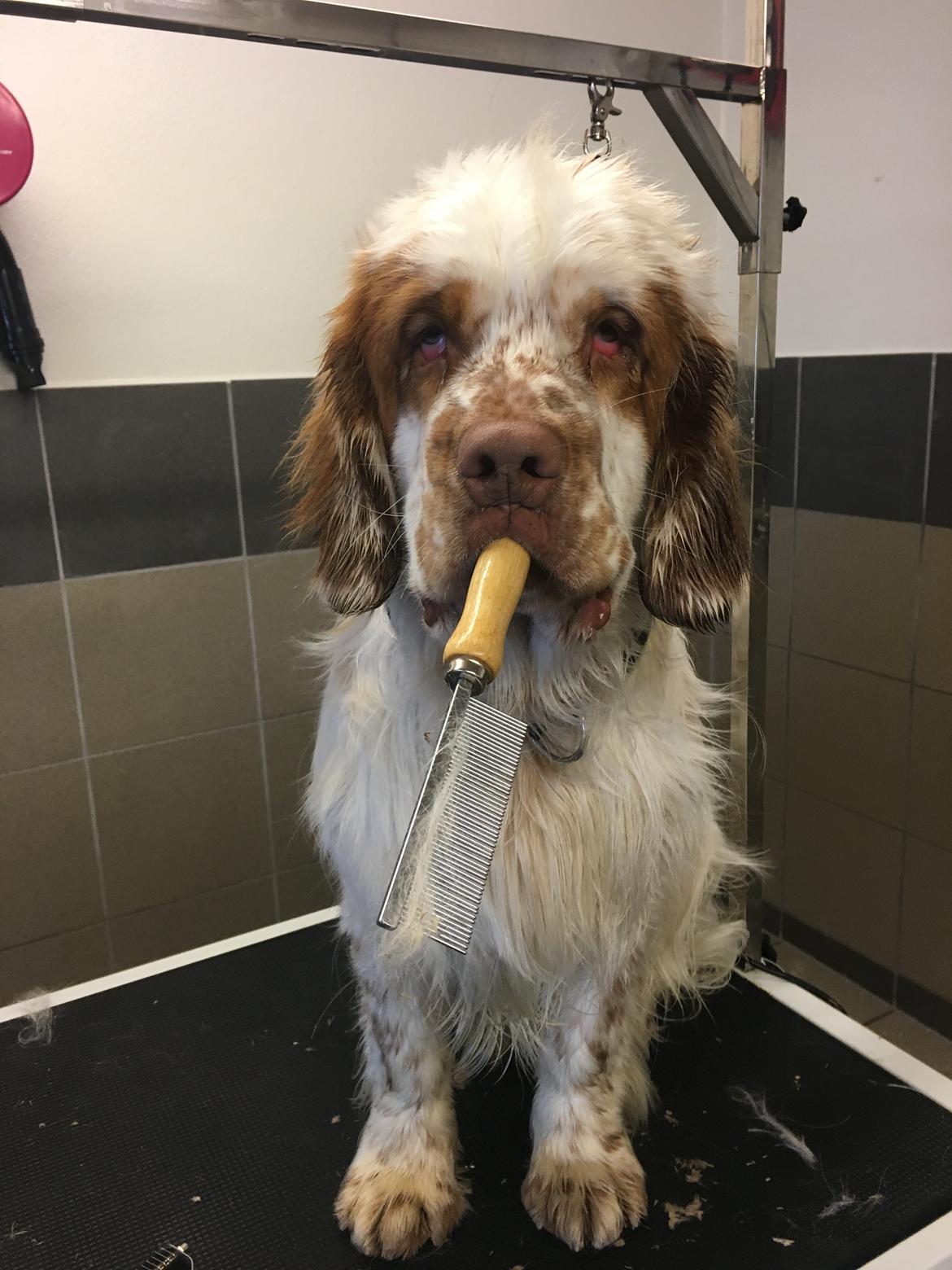 Clumber spaniel Mads - Clumbus Hole In One billede 11