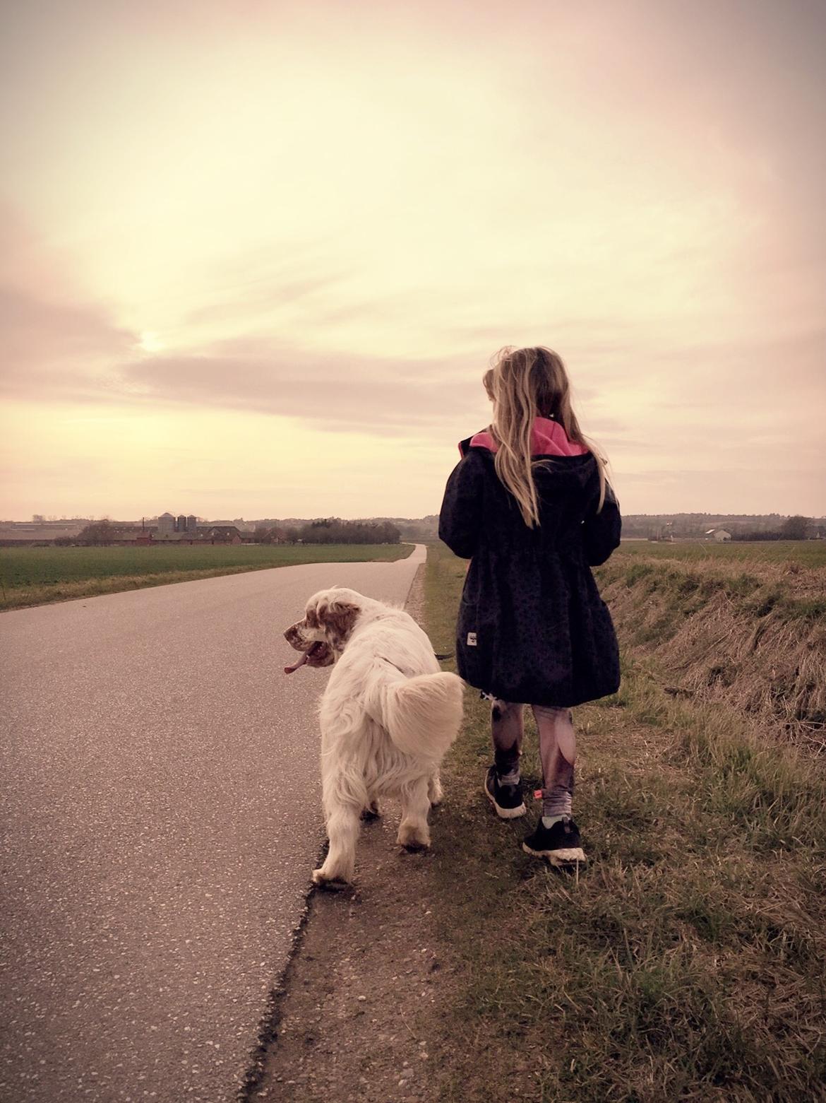 Clumber spaniel Mads - Clumbus Hole In One billede 14