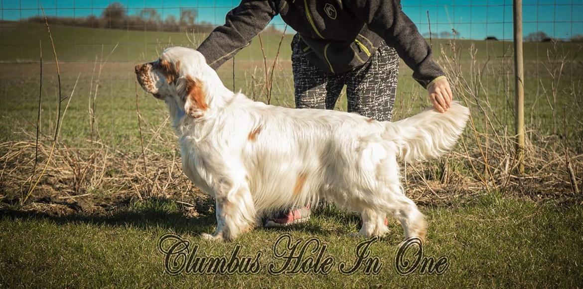 Clumber spaniel Mads - Clumbus Hole In One billede 15