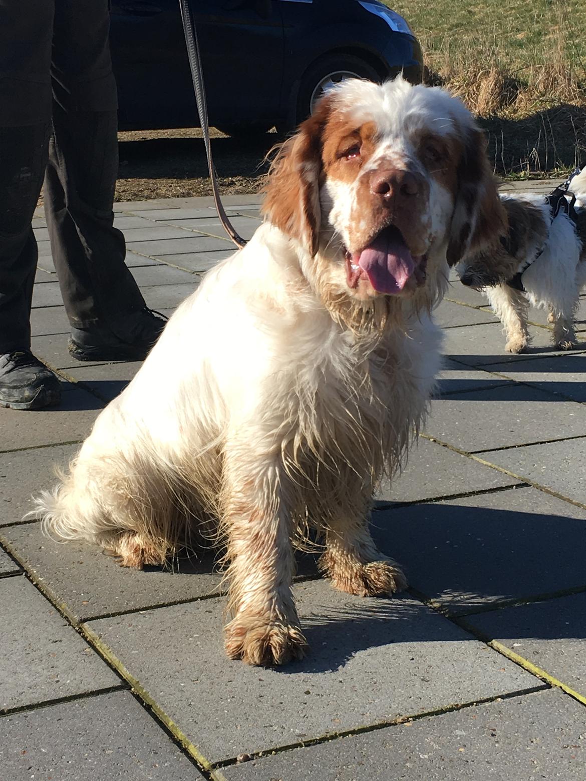 Clumber spaniel Mads - Clumbus Hole In One billede 1