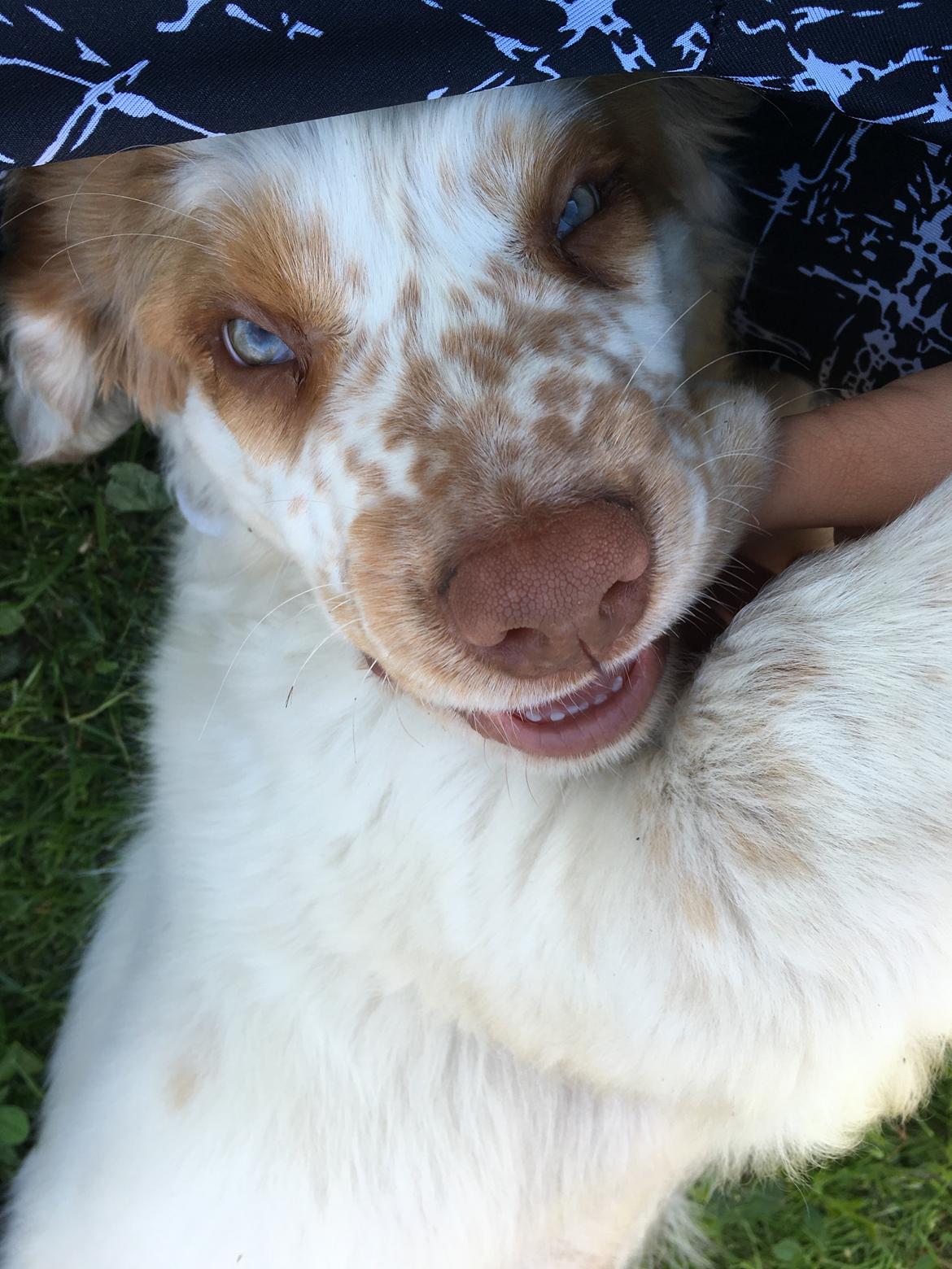 Clumber spaniel Mads - Clumbus Hole In One billede 18