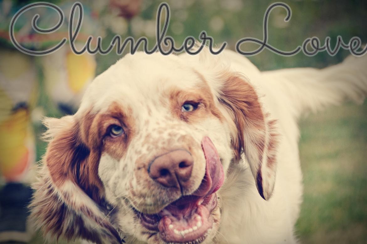 Clumber spaniel Mads - Clumbus Hole In One billede 19