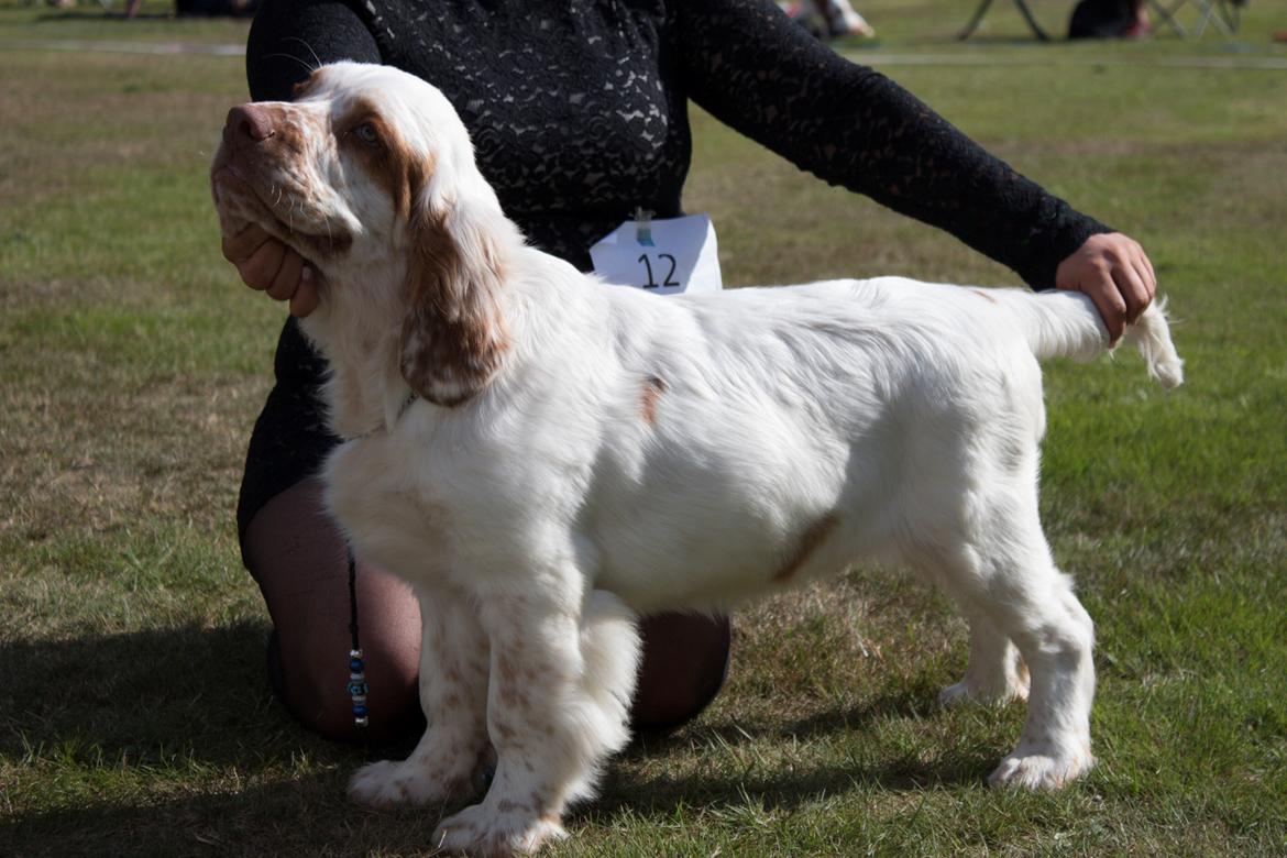 Clumber spaniel Mads - Clumbus Hole In One billede 22