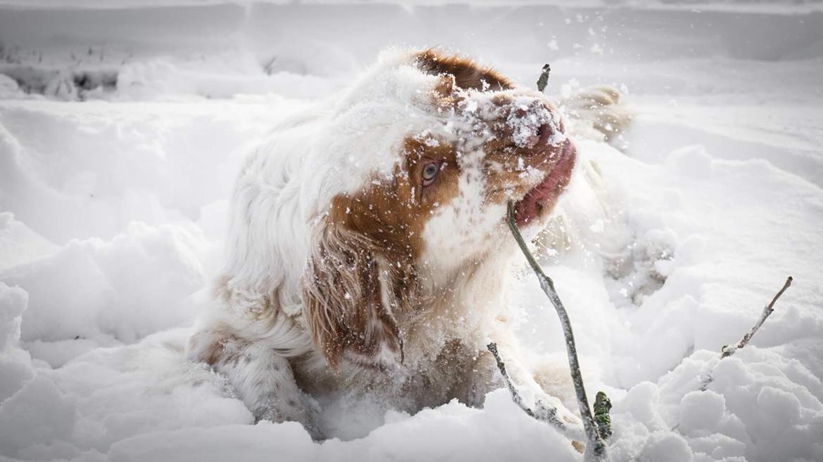 Clumber spaniel Mads - Clumbus Hole In One billede 23