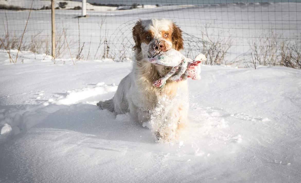 Clumber spaniel Mads - Clumbus Hole In One billede 24